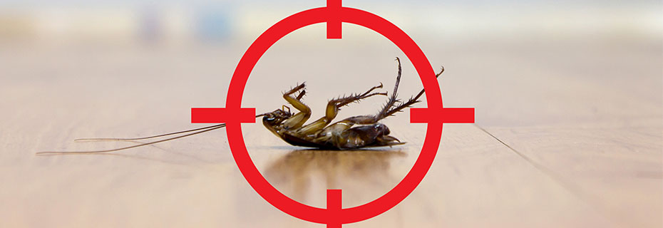 Lutte efficace contre les insectes, les souris et les rats