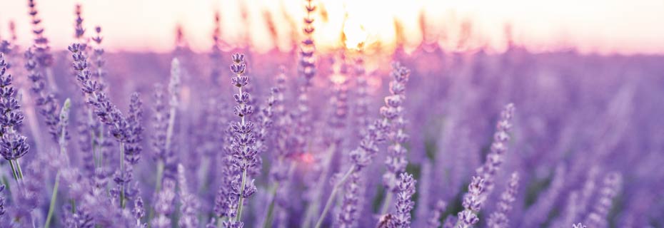 L'odeur est une expérience